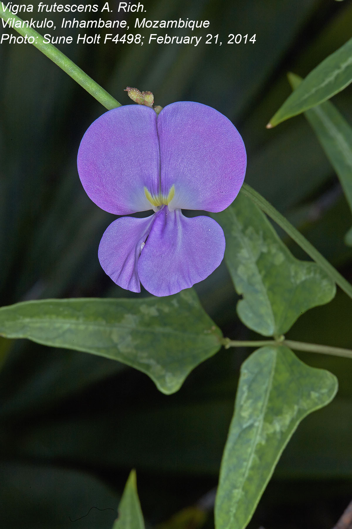 Vigna frutescens subsp. frutescens var. frutescens