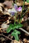 Vigna frutescens subsp. frutescens var. frutescens