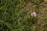 Vigna vexillata var. angustifolia