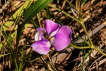 Vigna vexillata var. angustifolia