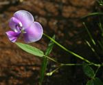 Vigna vexillata var. angustifolia