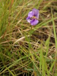 Vigna vexillata var. angustifolia