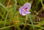 Vigna vexillata var. angustifolia