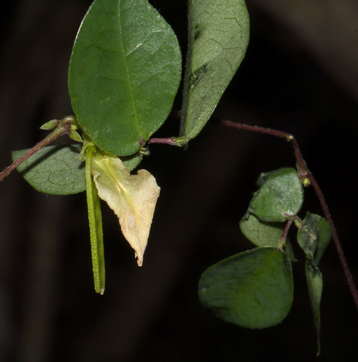 Macrotyloma axillare var. glabrum