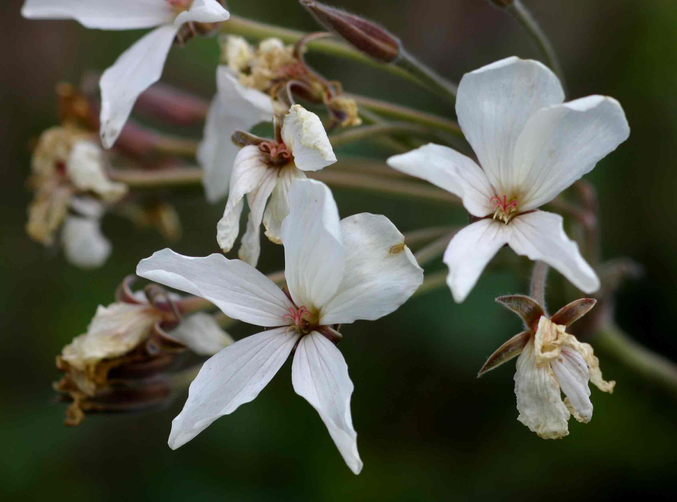 Pelargonium luridum