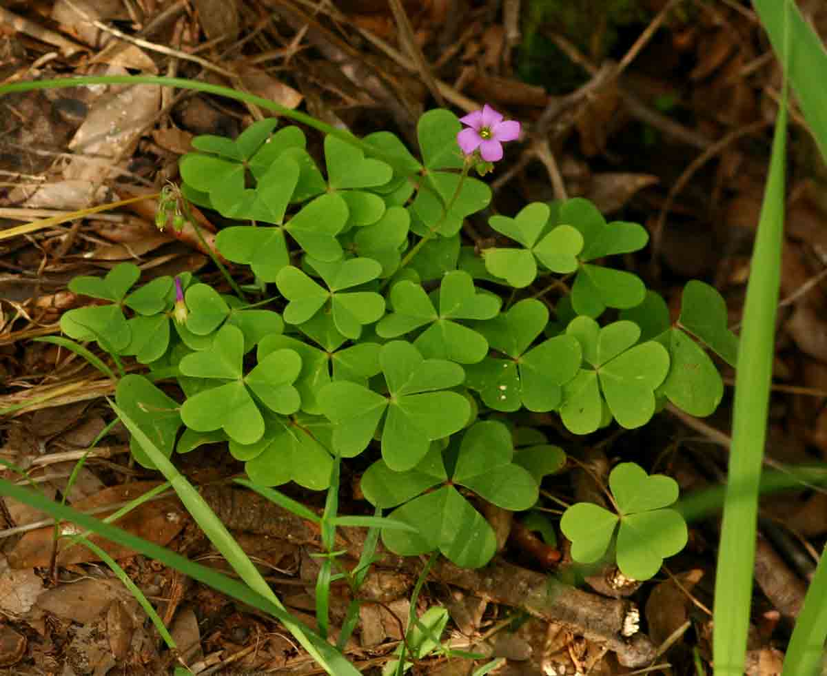 Oxalis semiloba subsp. semiloba