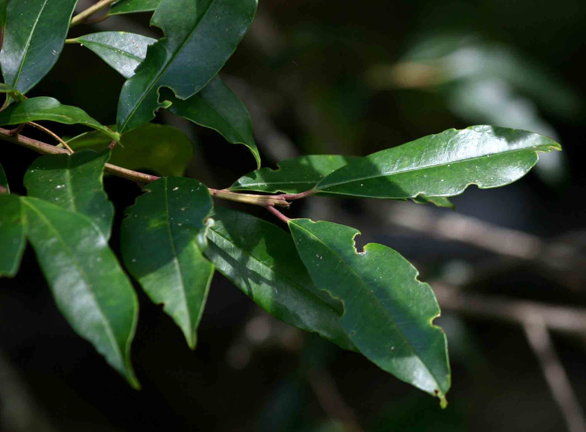 Erythroxylum emarginatum