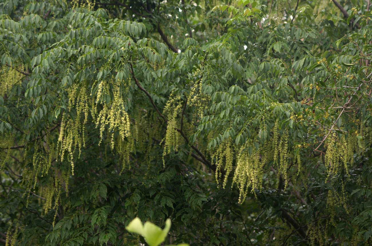 Zanthoxylum leprieurii