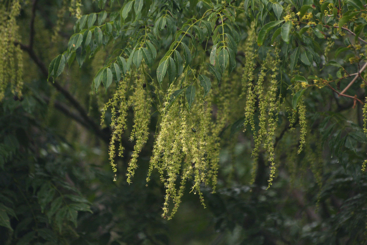 Zanthoxylum leprieurii