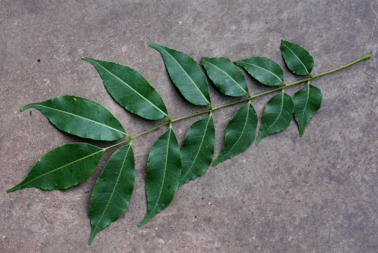 Zanthoxylum leprieurii