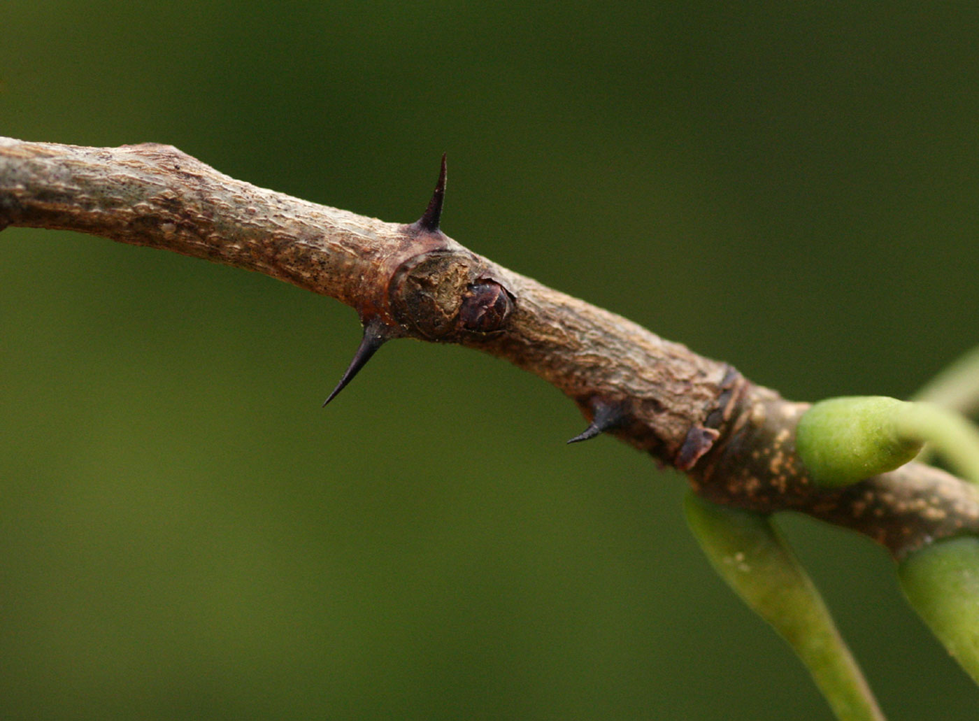 Zanthoxylum leprieurii