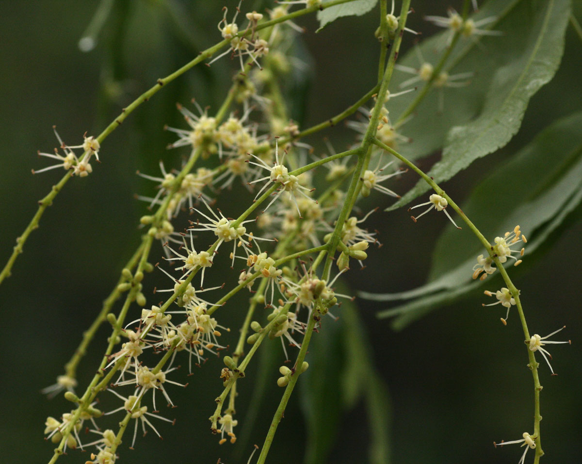 Zanthoxylum leprieurii