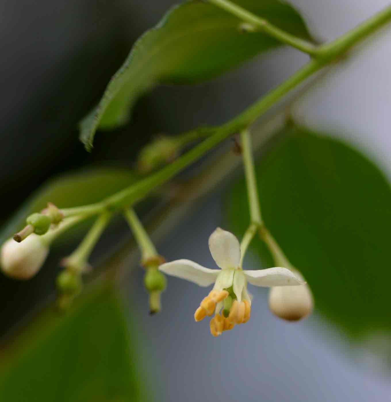 Clausena anisata