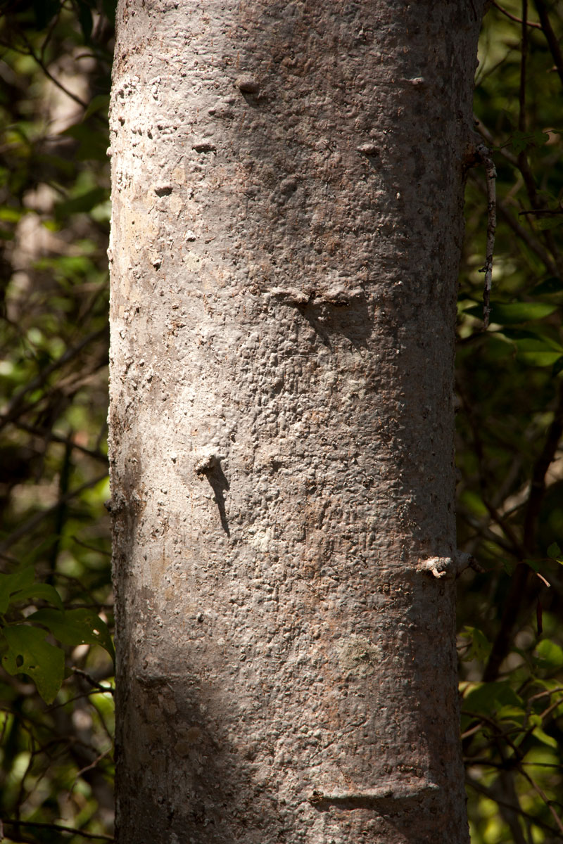 Kirkia acuminata