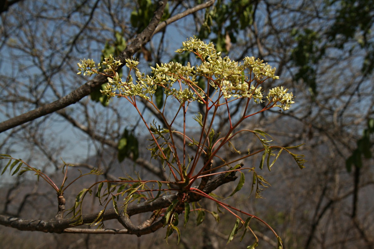 Kirkia acuminata