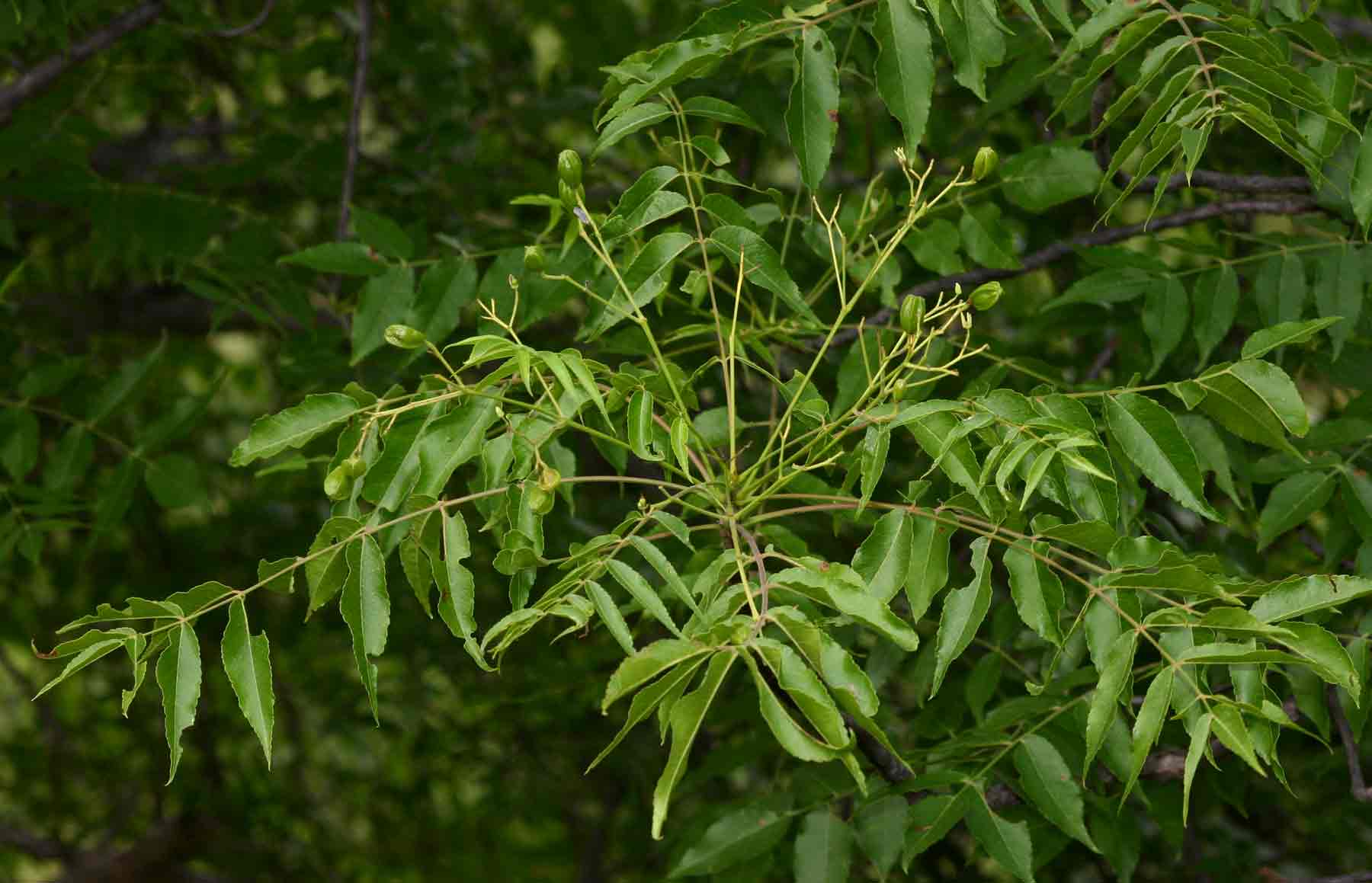 Kirkia acuminata