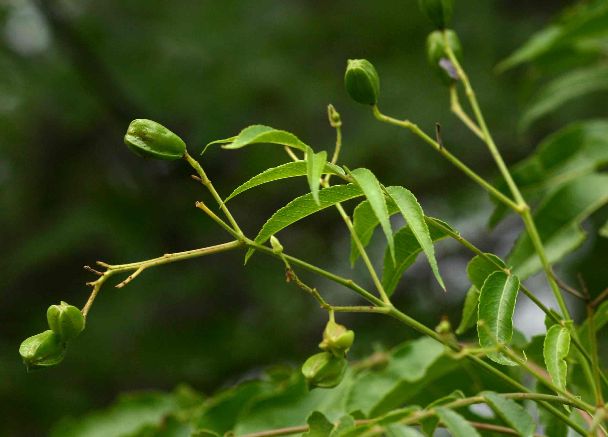 Kirkia acuminata