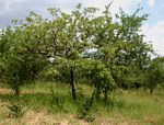 Commiphora mossambicensis