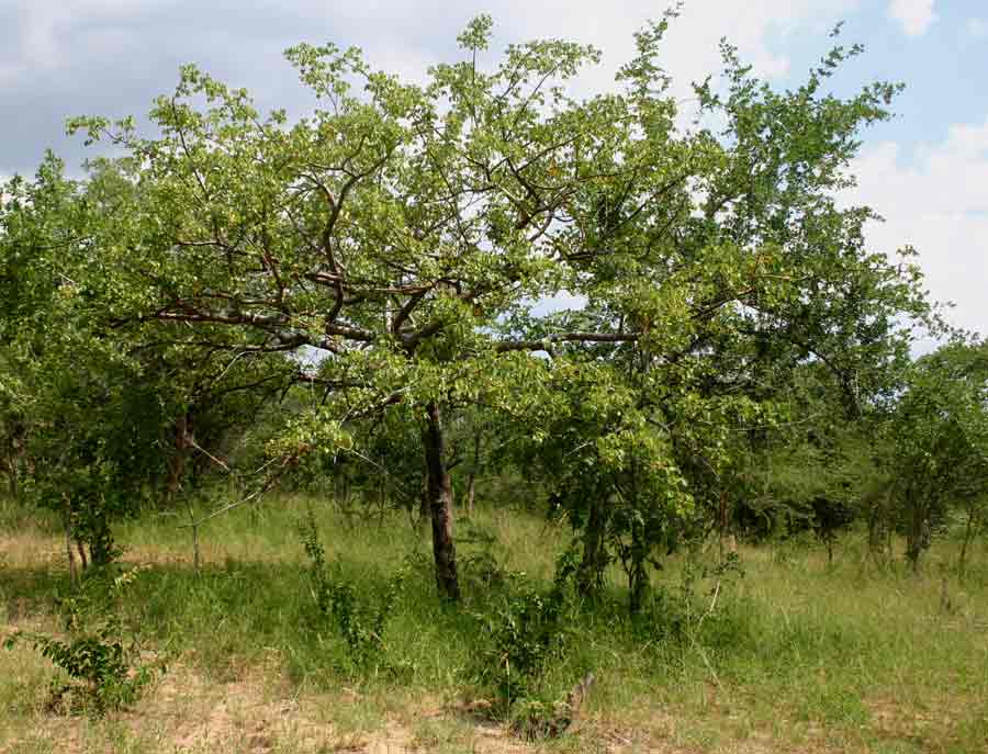 Commiphora mossambicensis