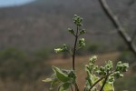 Commiphora mossambicensis