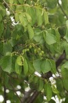 Commiphora mossambicensis