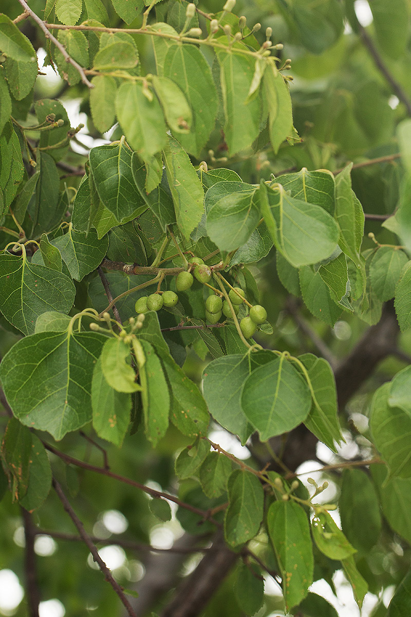 Commiphora mossambicensis