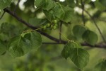 Commiphora mossambicensis