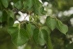 Commiphora mossambicensis