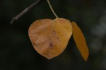 Commiphora mossambicensis