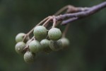 Commiphora mossambicensis