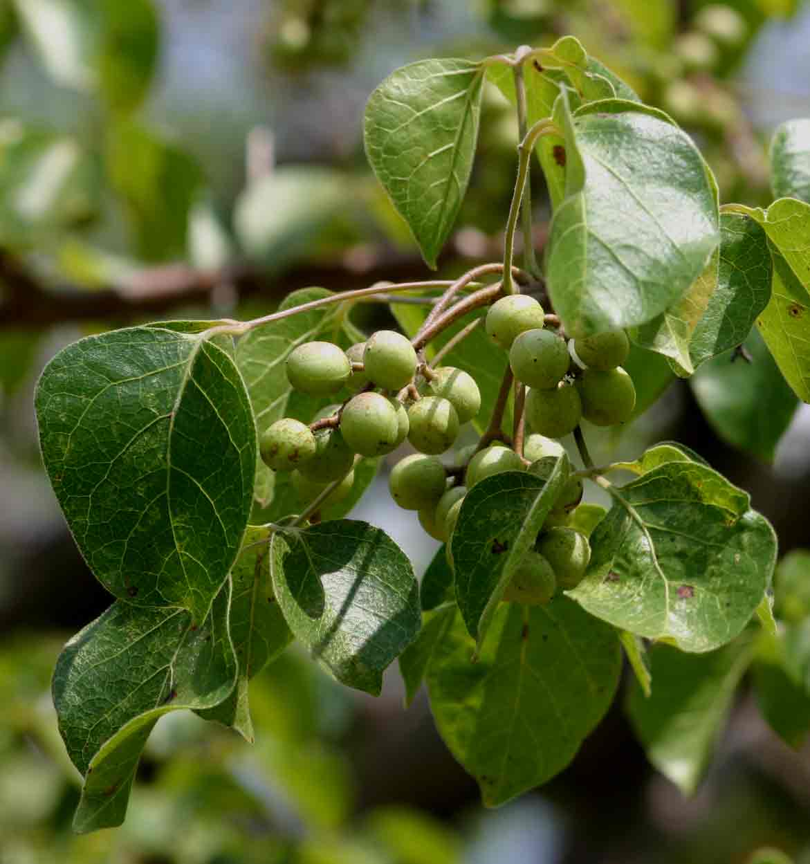 Commiphora mossambicensis