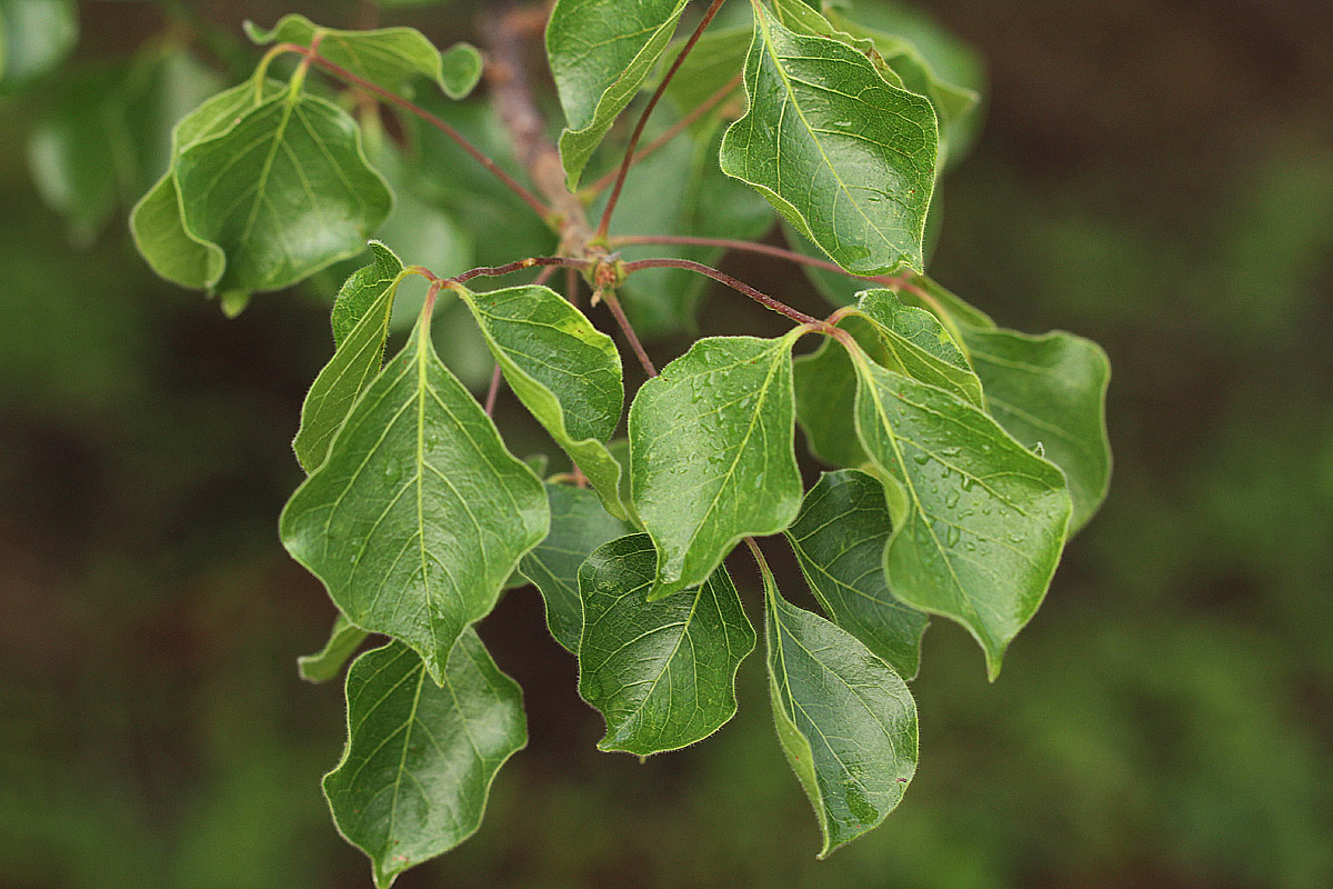 Commiphora mossambicensis