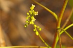 Commiphora mossambicensis