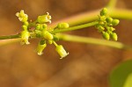 Commiphora mossambicensis