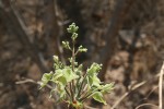 Commiphora mossambicensis