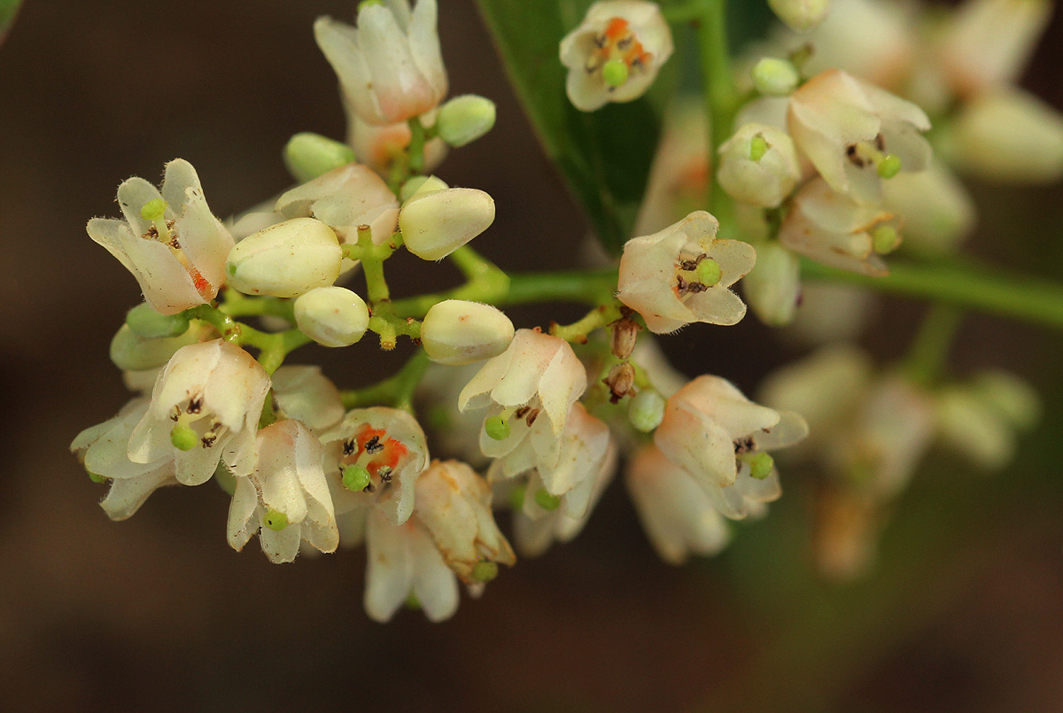 Toona ciliata