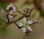 Ekebergia benguelensis