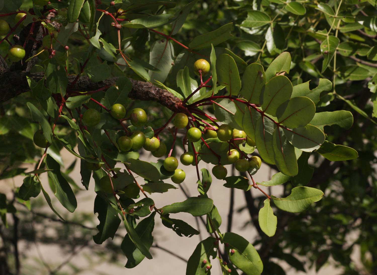 Ekebergia benguelensis