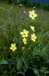 Sphedamnocarpus pruriens var. pruriens