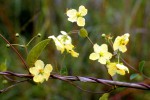 Sphedamnocarpus pruriens var. pruriens