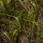 Sphedamnocarpus pruriens var. pruriens