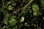 Sphedamnocarpus pruriens var. pruriens