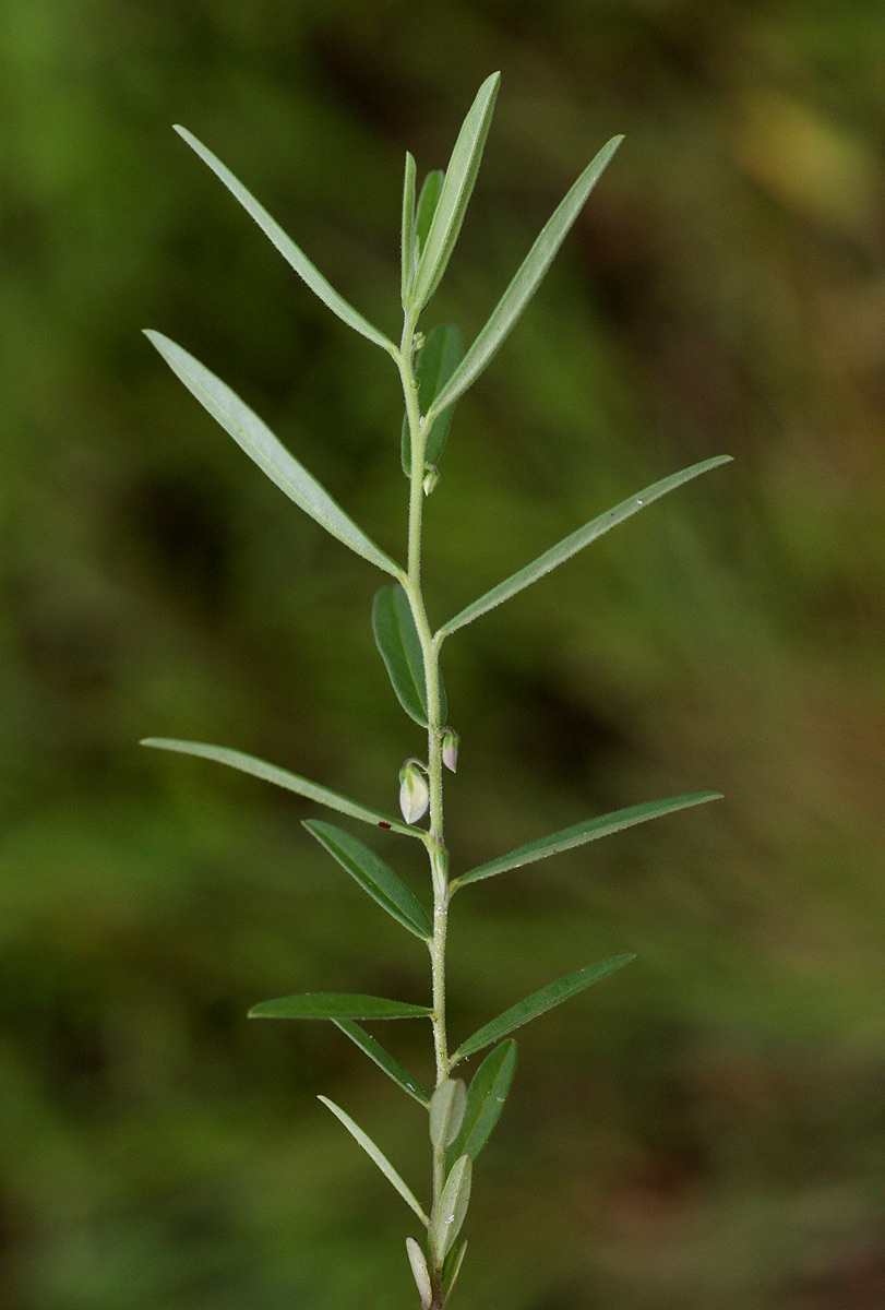 Polygala erioptera