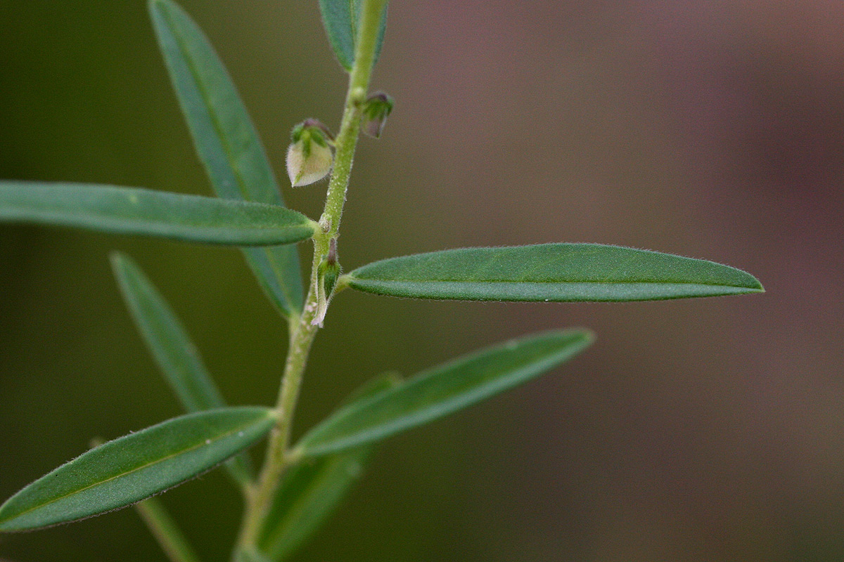 Polygala erioptera