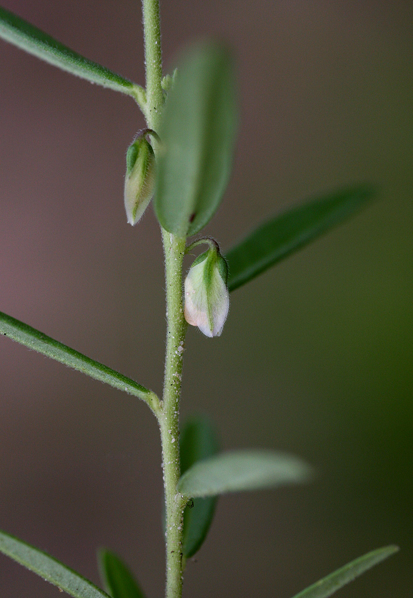 Polygala erioptera