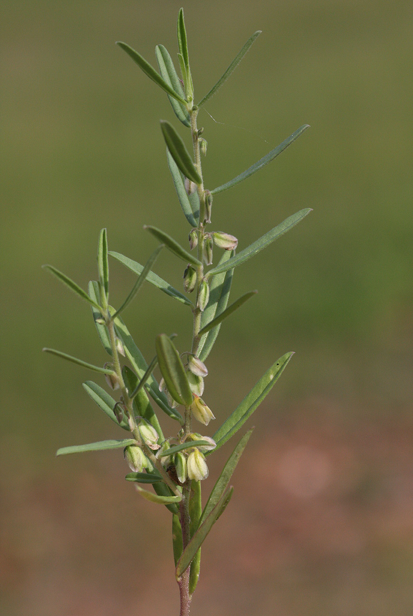 Polygala erioptera