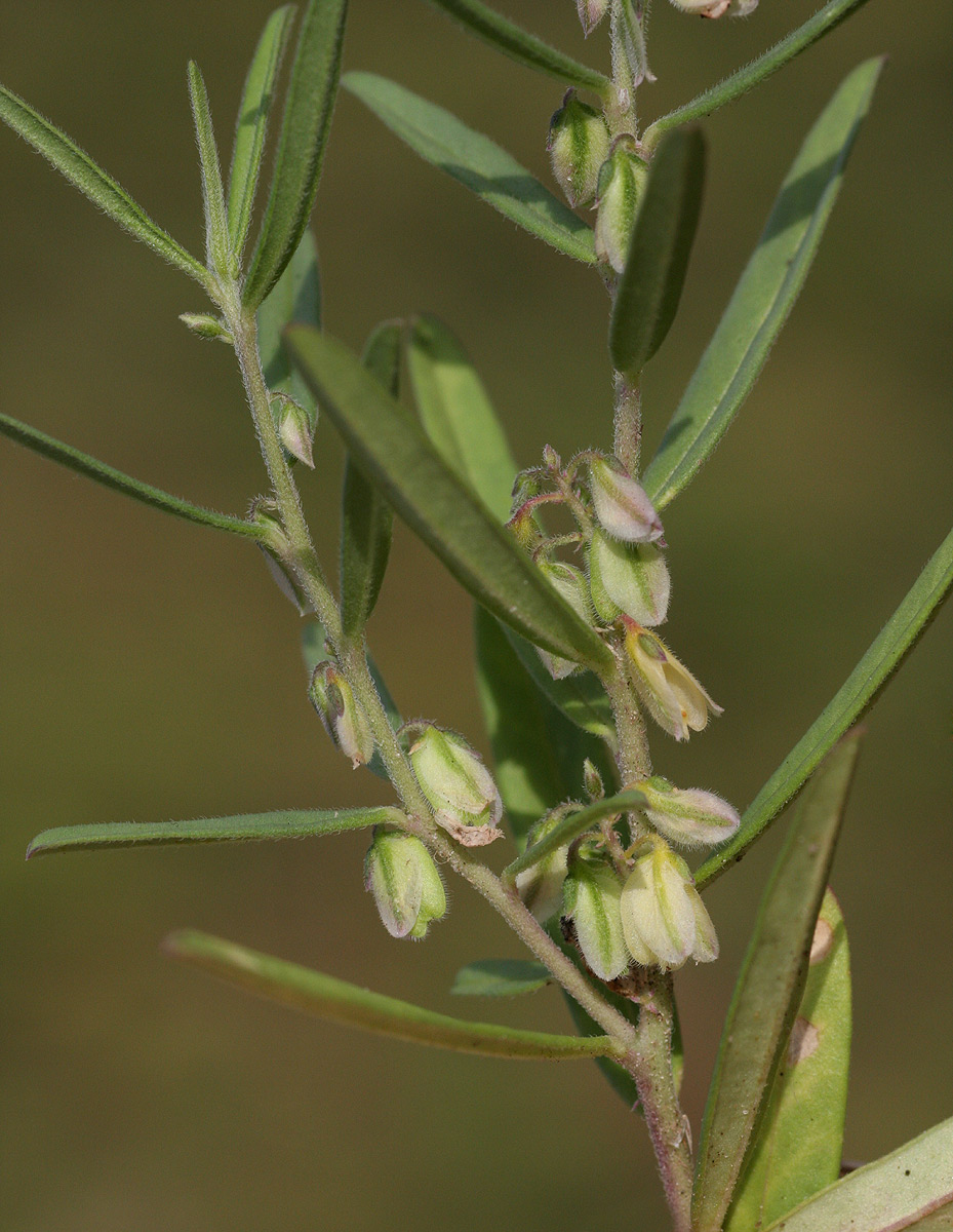 Polygala erioptera