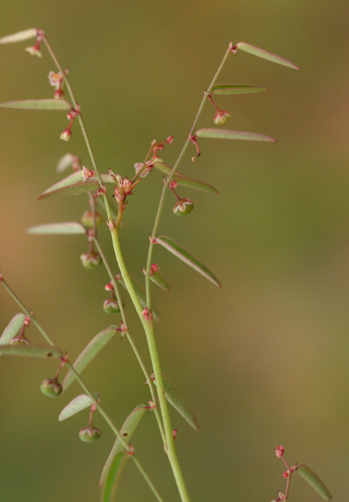 Phyllanthus pentandrus