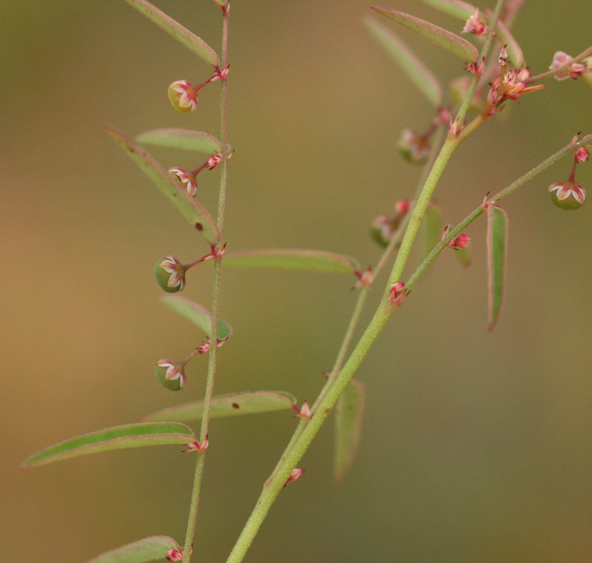 Phyllanthus pentandrus