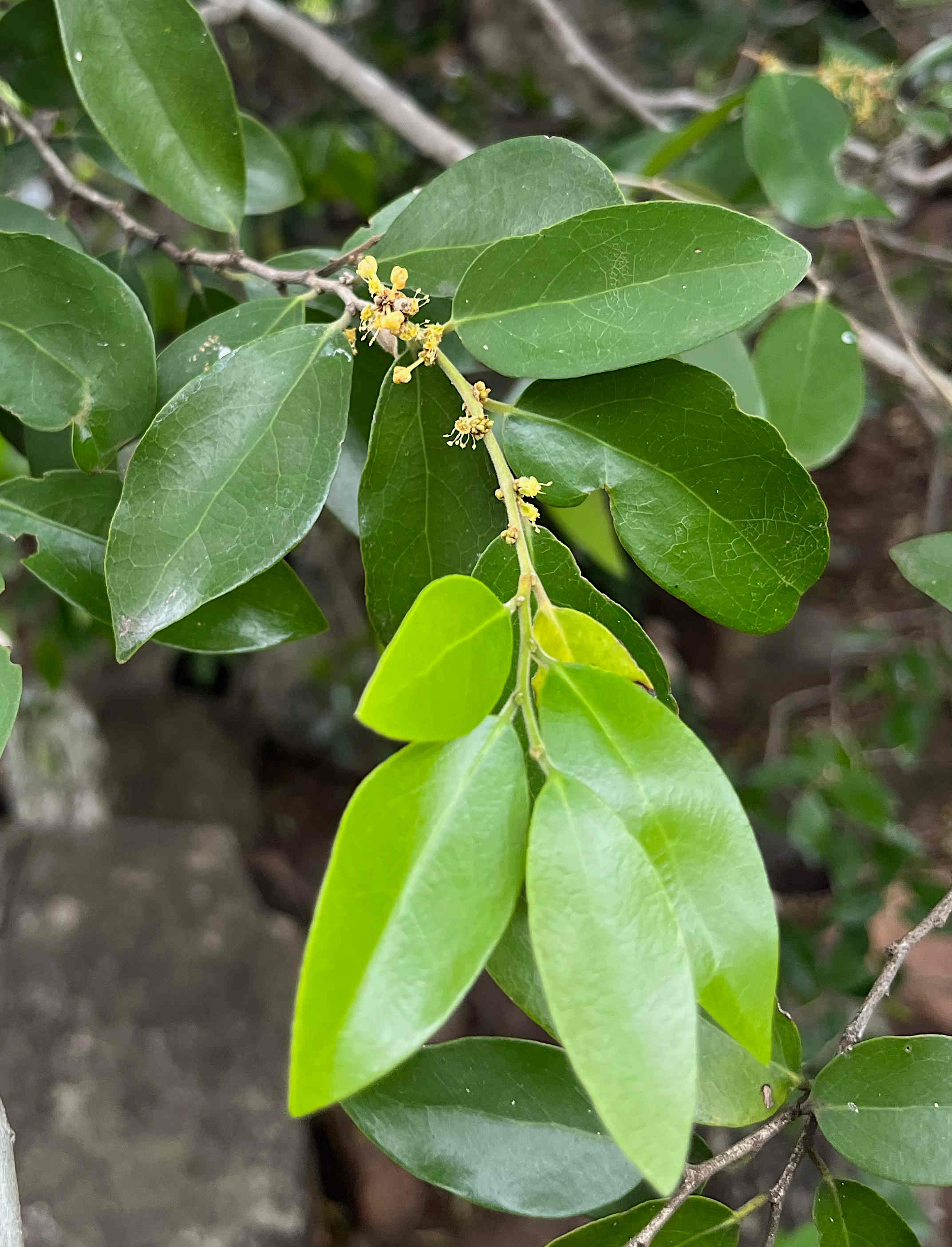 Drypetes gerrardii var. gerrardii